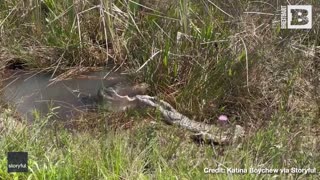 Gator BODY-SLAMS, Devours Python in Florida Everglades