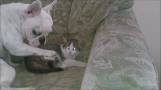 French Bulldog attempts to befriend cat