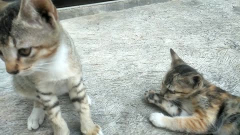 CAT SUFFERS PLAYING WITH HER BROTHER