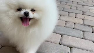 Funny Puppy