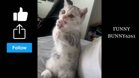 FUNNY CAT | CUTE CATS | CANNOT STOP LAUGHING 😂 😂😂|