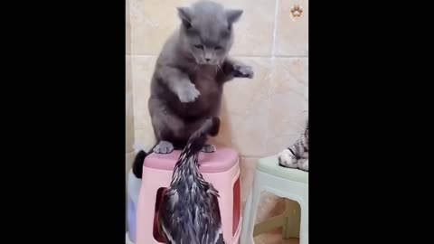 Funny Animals , Funniest Cats and Dogs Videos 😺🐶