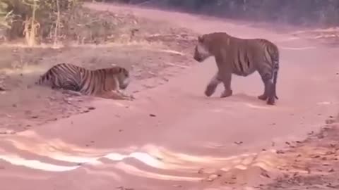 two tiger have fighting