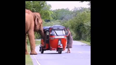 Wild elephant attack