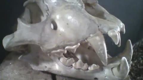Crânio de leão no museu do parque, olha os dentes, incrível! [Nature & Animals]