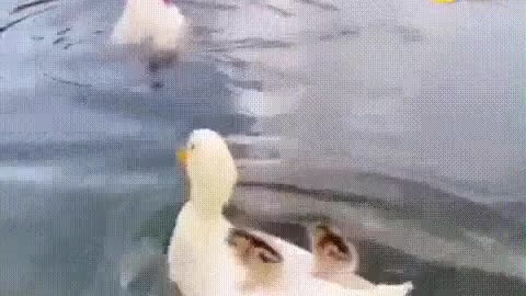 Duck saves chickens