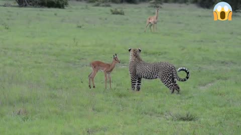 Incredible footage of leopard behaviour during impala kill