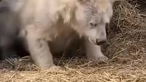 Albino Bear named Joey mistakenly sent to Antartica.