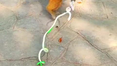 Monkey prank by snake