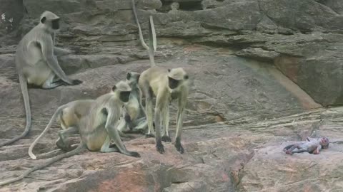 Langur monkeys grieve over fake monkey - Spy in the Wild - BBC