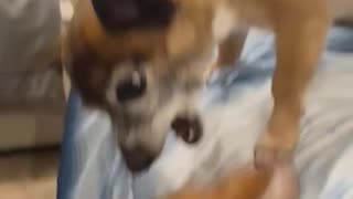 Beagle chihuahua fight