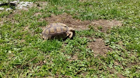 Tortoise vs. Strawberry