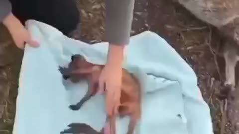 Rescued A Just Born Kangaroo Baby #shorts #shortsvideo #video #viral