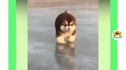 Playing in ice || puppy enjoy winter