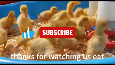 cute pet baby ducks ducklings eating drinking playing growing chirping relaxing chicks