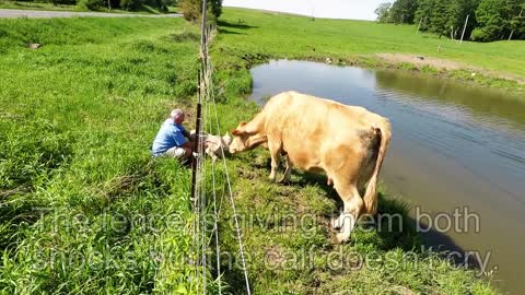 Mother cow clearly ask man to rescue her newborn calf
