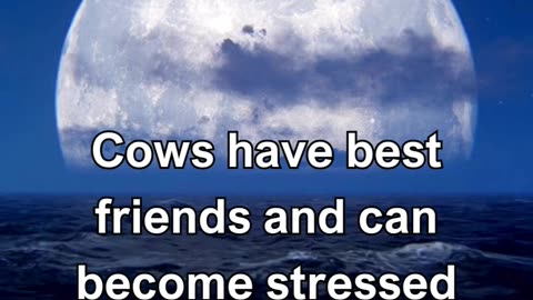 Cows have best friends and can become stressed when separated from them.