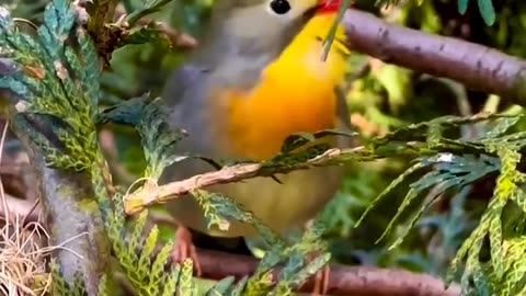Beautiful Singing Bird | Birds Chirping |