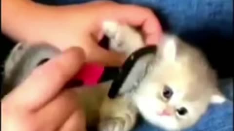 Cute cats hair brushing.