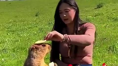 Cute wild animal bobak marmot___