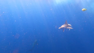 Swimming With Sharks