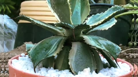 کاکتوس دیش_گاردن Cactus Dish Garden