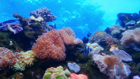 Marine Life Of Fishes And Corals Underwater