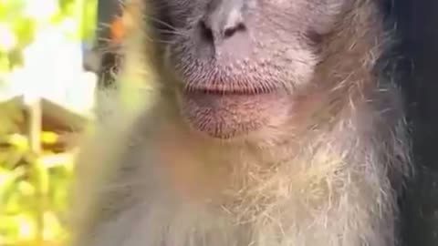 funny animal videos