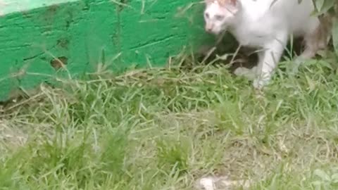 Cat playing in the garden (follow me)