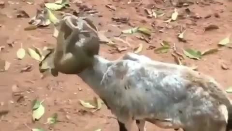A monkey playing with a very funny goatkey