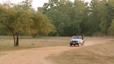 SLOTH BEAR STANDOFF!!