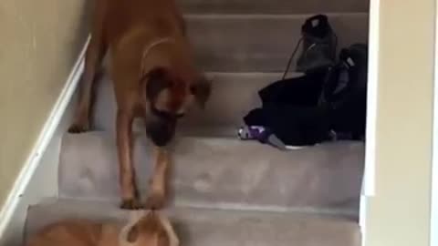 Dogs and stairs BEST compilation ll Funny dog vidéo Dog vs stairs ll JUST FOR FUN