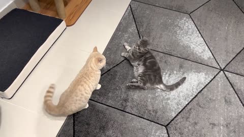 Kitten Terrorizes Cat