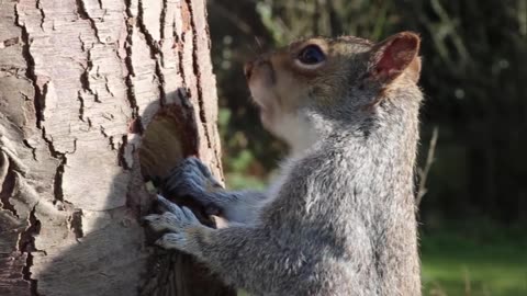 squirrel eating food