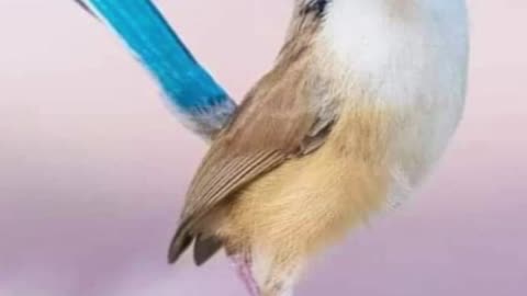 World's most beautiful birds