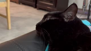 Adopting a Cat from a Shelter Vlog - Cute Precious Piper is an Alert Lap Cat