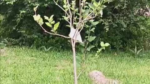 Super fast rowing tree.