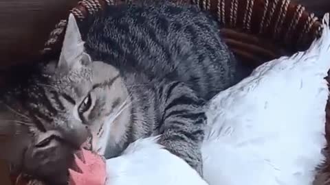 The cat and the chicken are one family