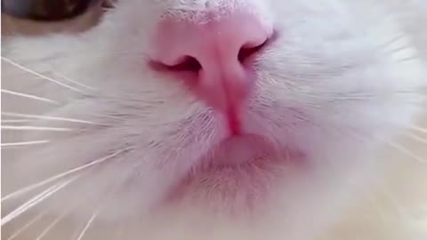 CUTEST Cat Best Cute Cat Video 2022