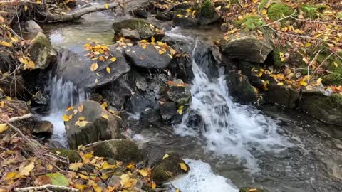 🌲Relaxing water flowing over rocks in the woods. 🇨🇦1 hour loop soothing sounds