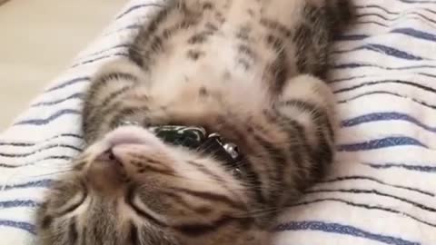 Cute cat ignoring his caretaker when the owner disturbing her in deep sleep