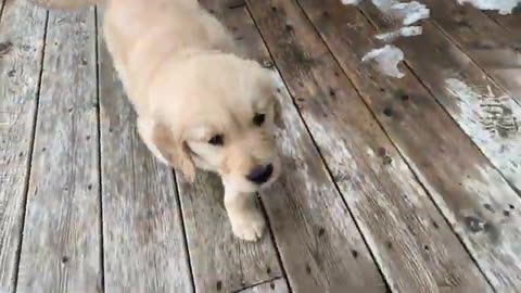 ADORABLE GOLDEN RETRIEVER PUPPY! 1 minute stress relief video