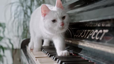 Cute Cat | Cat | Cat playing piano | viral cat | funny cat