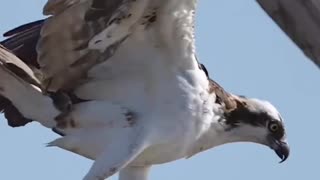 osprey