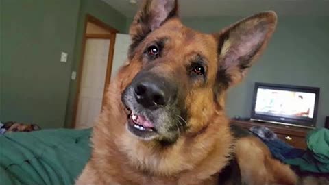 BEST OF Funniest German Shepard Dog on Tik Tok - Funny Dog Videos