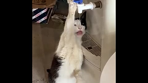 Funny cats