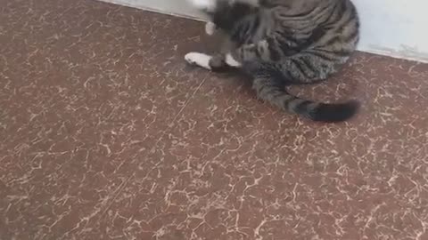 Cute cat video 😍😍