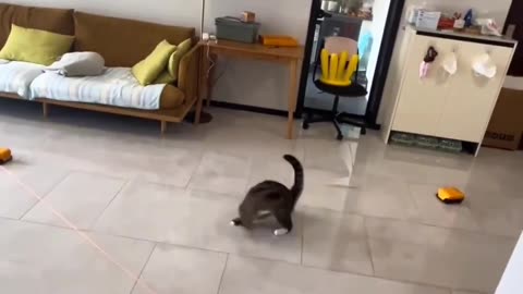 Funny cat 😺 playing to serious 😂 Joy Funny Factory