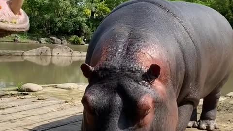 Hippo juicer overturned