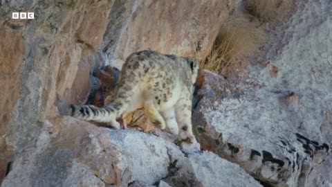 Slow Down with Snow Leopards Mammals BBC Earth